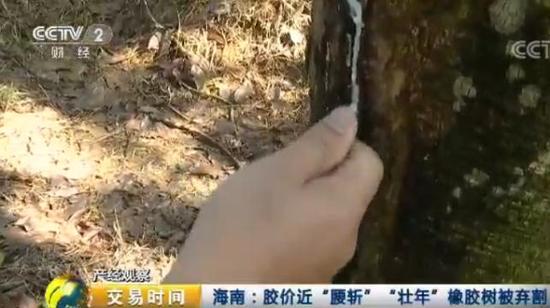 说明: 天然橡胶价格近腰斩 壮年高产橡胶树遭弃割